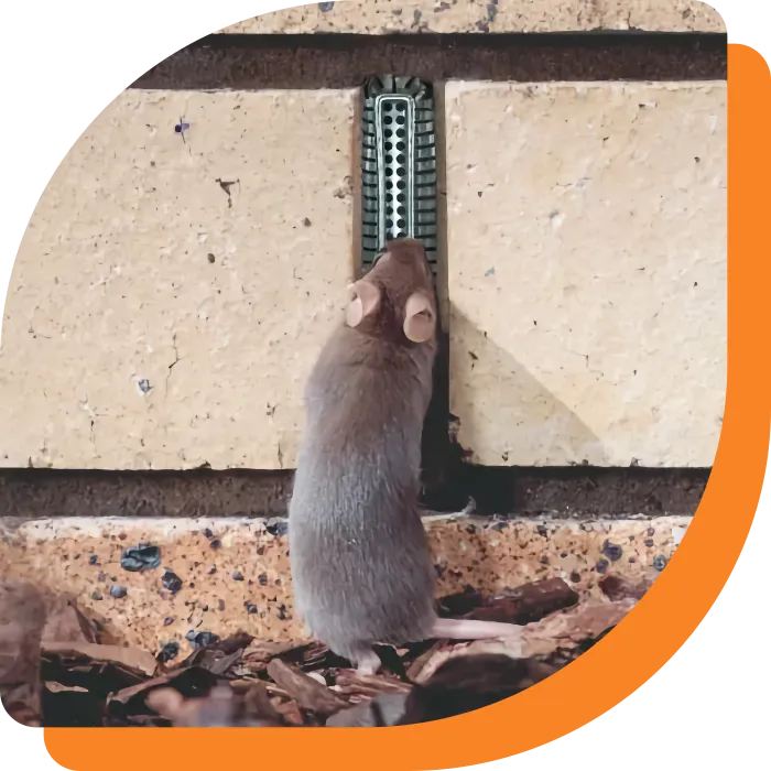 Mouse trying to enter protected weep holes